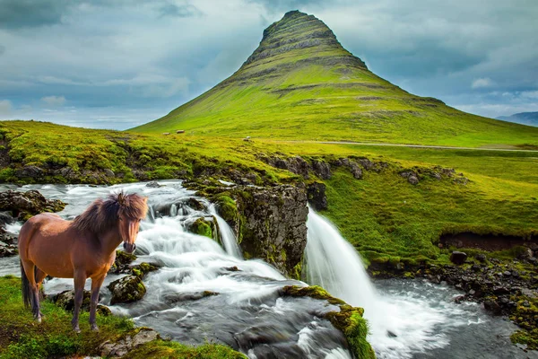 Fırfırlı İzlanda atı otluyor — Stok fotoğraf