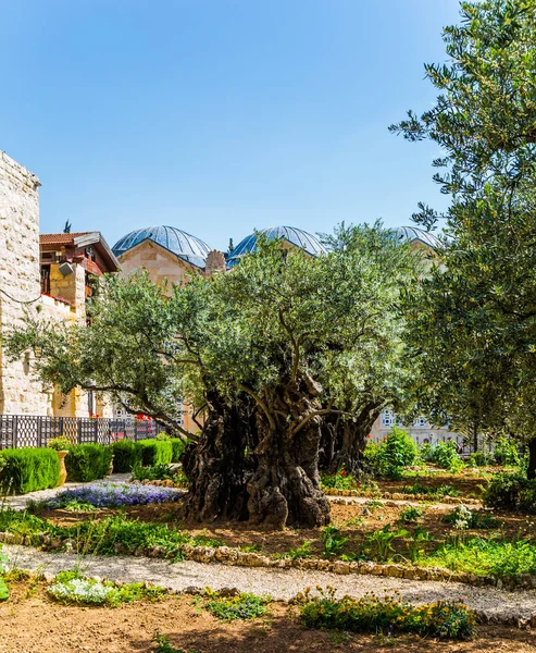 Jardín de Getsemaní — Foto de Stock