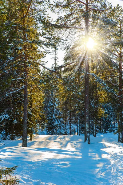 冬の日と透明な冷たい空気 — ストック写真