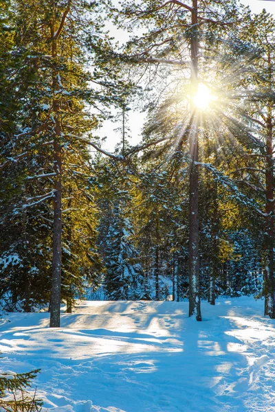 Winter day and transparent cold air — Stock Photo, Image