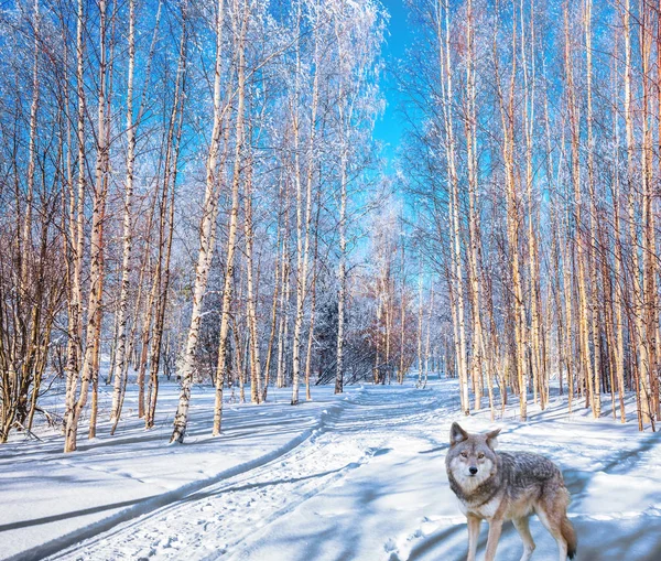 밝은 서리가 내린 겨울 날 — 스톡 사진