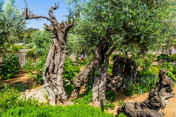 Sehr alte Oliven — Stockfoto