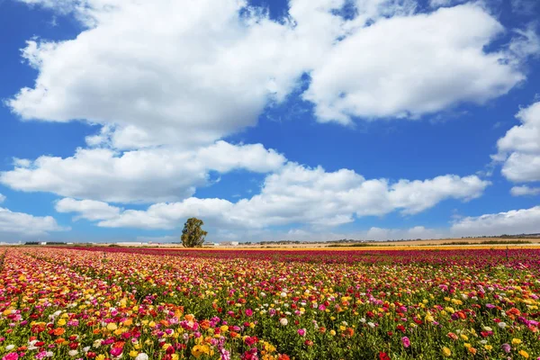 Field of garden buttercups — Stock Photo, Image