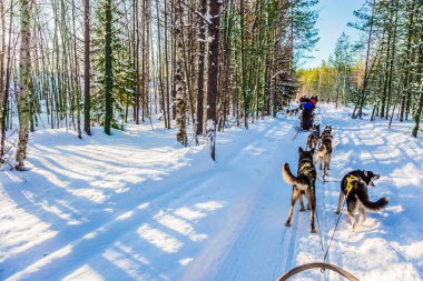 Fin Husky Kızak Köpeği. Lapland, Finlandiya