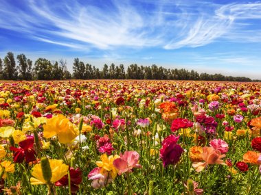 Pitoresk kibbutz alanı