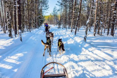 Great ride on sled dogs. Finland clipart
