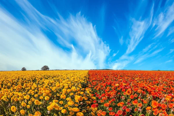 Het veld van bloeiende boterbloemen — Stockfoto