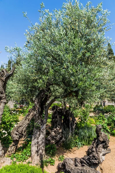 V Gethsemane pěstují starověké olivy — Stock fotografie