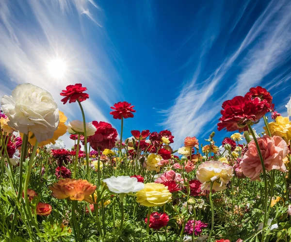 Цветущие садовые лютики — стоковое фото