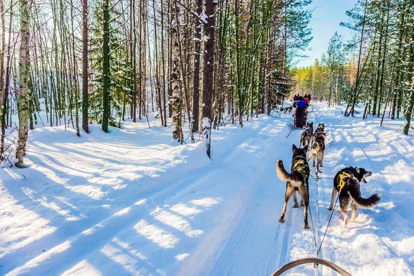 Finsk husky släde hund. Lappland, Finland — Stockfoto