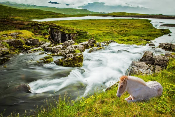 Wit strak IJslands paard — Stockfoto