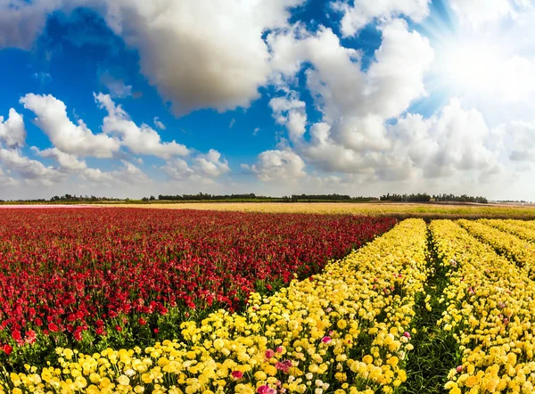 Campo de flores — Foto de Stock