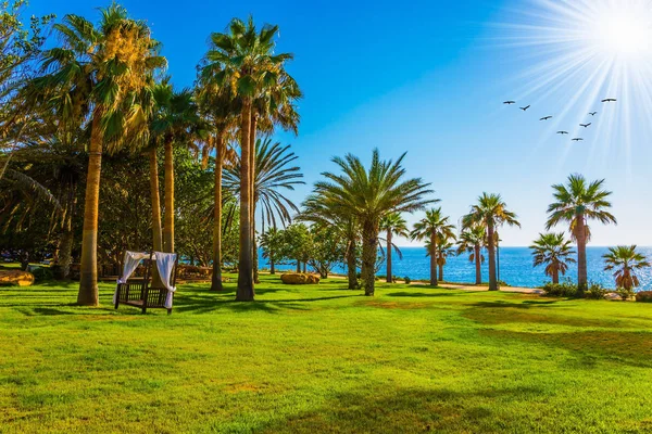 Palm grove and green grass lawns — Stock Photo, Image