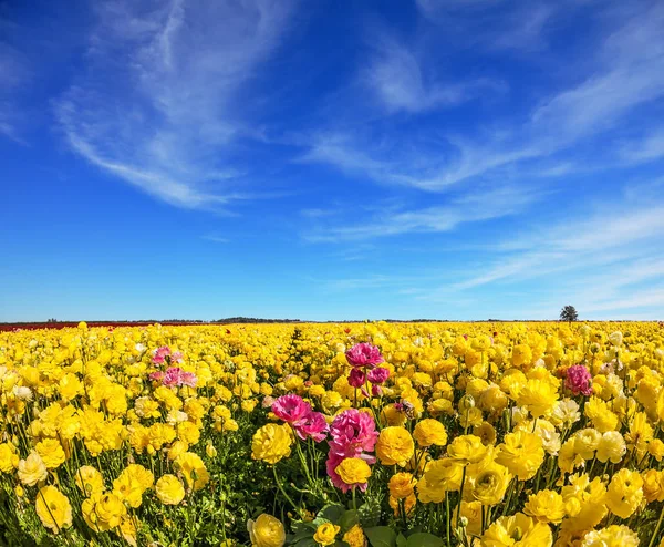 Light cirrus clouds — Stock Photo, Image