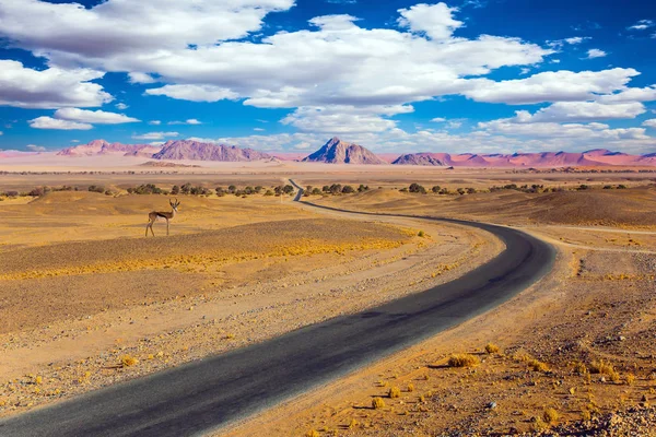 Impala antilope in Afrika — Stockfoto