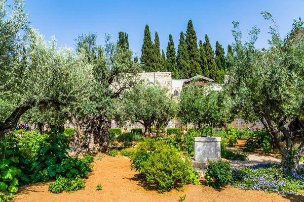 The Gethsemane in holy Jerusalem — Stock Photo, Image