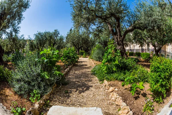 Gethsemane Garden - symbol of the Christian faith — Stock Photo, Image