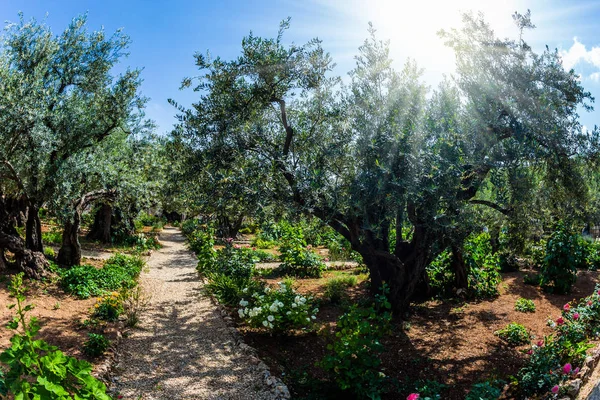 Der Garten von Gethsemane im heiligen Jerusalem — Stockfoto