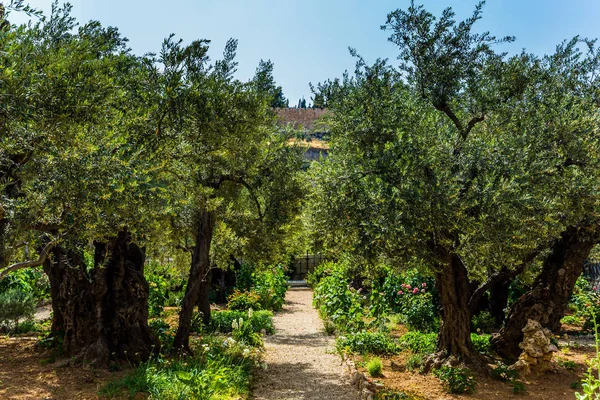 Zeytin Dağı'ndaki Bahçe — Stok fotoğraf