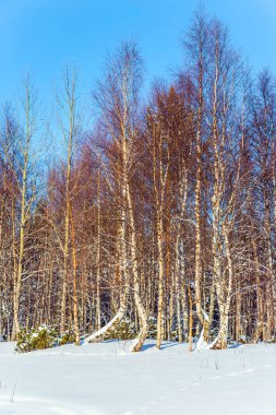 Kuzey Kutup Dairesi'nde Sabah