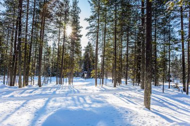 Soğuk kış orman sabah