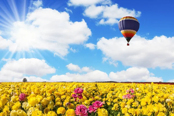 I ranuncoli gialli del giardino - ranuncolo — Foto Stock