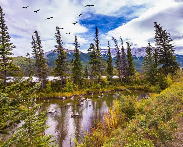 Rebanho de aves migratórias moscas — Fotografia de Stock