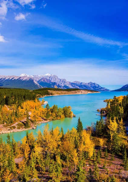 Herfst in de berk en Aspen Groves — Stockfoto