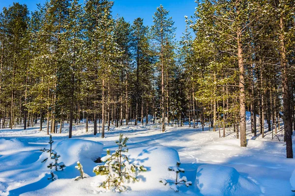 Büyük soğuk sabah — Stok fotoğraf