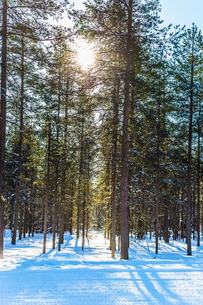 Het met sneeuw bedekte Aspen Grove — Stockfoto