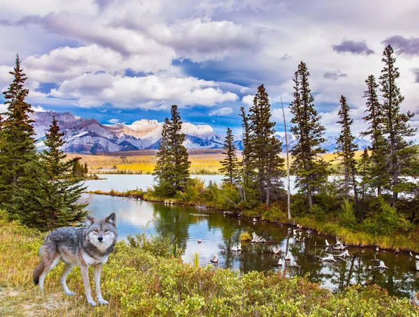 Grauer Waldwolf am Ufer — Stockfoto