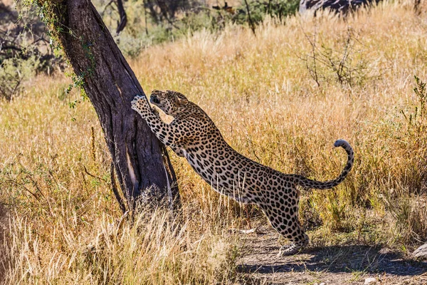 Afrikaanse Leopard scherpt klauwen — Stockfoto