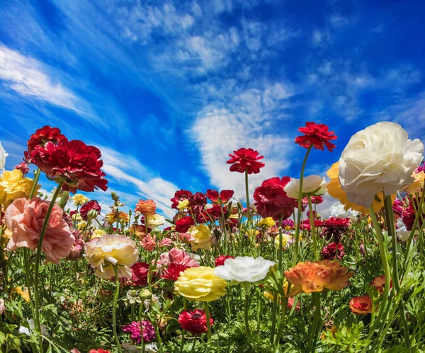 Der Frühlingswind — Stockfoto