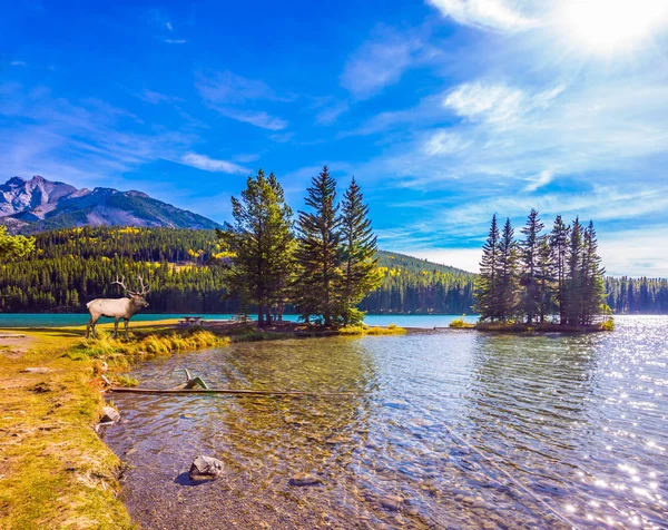 Das Reh und der See — Stockfoto