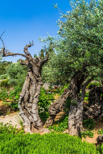 The ancient olives — Stock Photo, Image