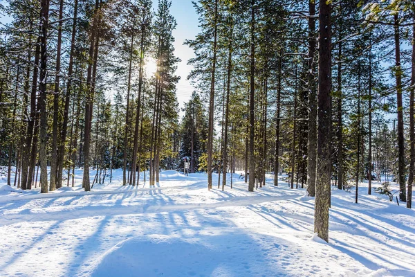 Soğuk kış orman sabah