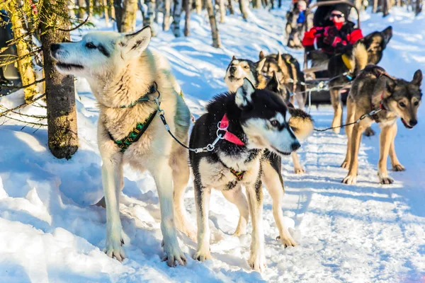 Cão de trenó Husky finlandês na Lapônia — Fotografia de Stock