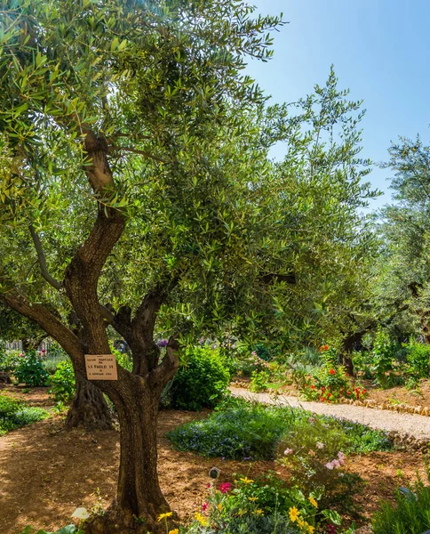 Getsemani-Garten auf dem Olivenberg — Stockfoto