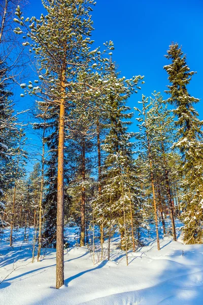 핀란드 산타클로스 여행 — 스톡 사진