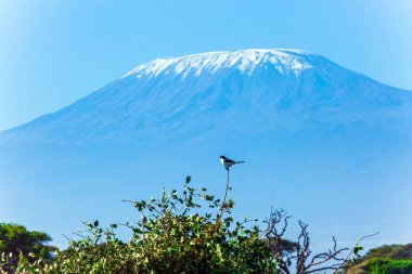 Sevimli ötücü kuş 
