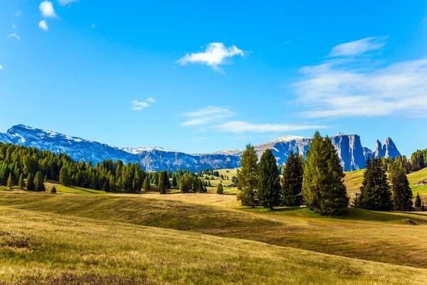 Florestas de coníferas no vale do Val Gardena — Fotografia de Stock