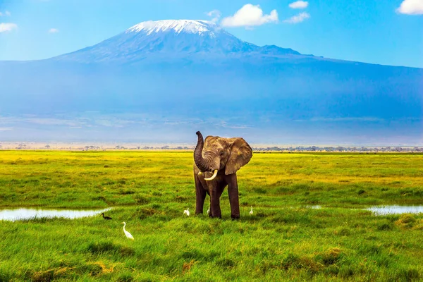 Слон на горе Килиманджаро — стоковое фото