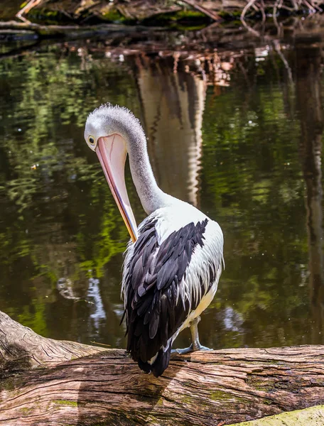 Grande ave aquática australiano pelicano — Fotografia de Stock