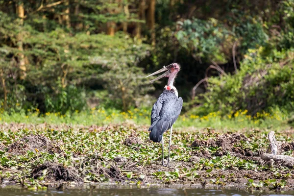 Grande marabou caça perto da água — Fotografia de Stock