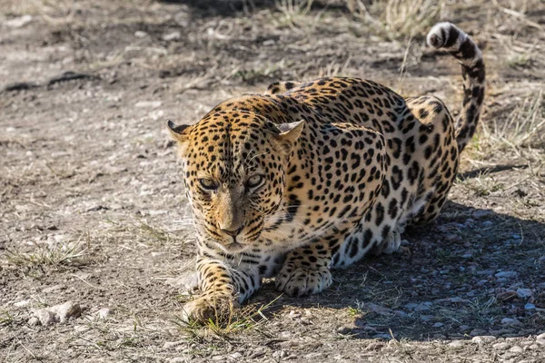 Leopard lizanie po karmieniu — Zdjęcie stockowe