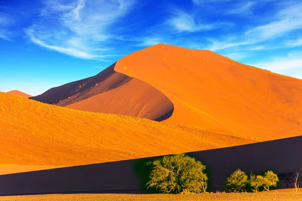 広大な砂漠の植物と茂み — ストック写真