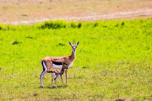 El antílope springbok con un ternero — Foto de Stock