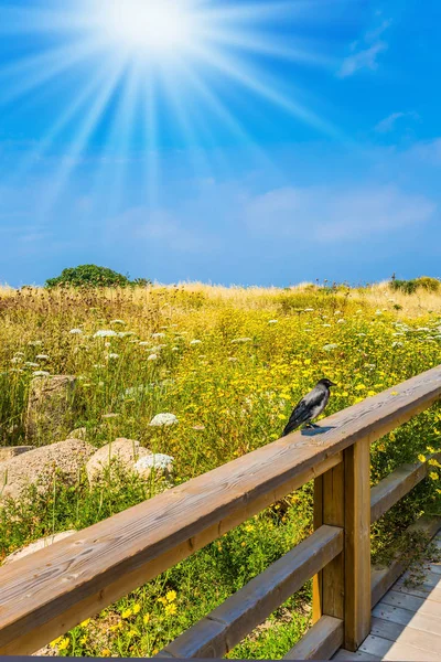 Kaplıca güneşi çiçekli bir çayırı aydınlatır — Stok fotoğraf