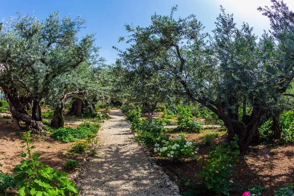 The ancient Garden of Gethsemane — Stock Photo, Image