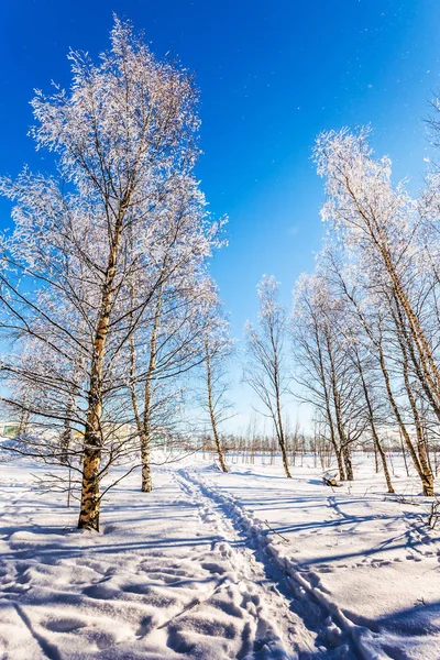 Grove de madera dura en Navidad —  Fotos de Stock